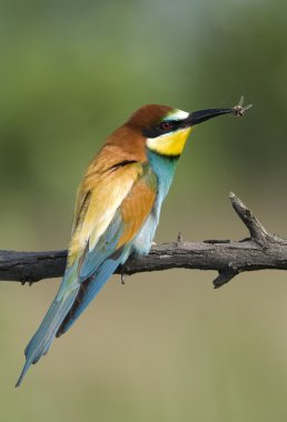 mooie exotische vogel eten bee
