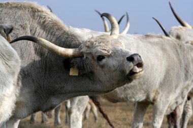 Macar gri sığır