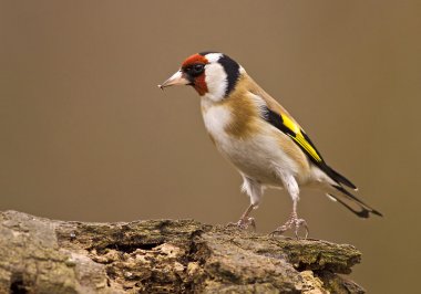 Goldfinch bird clipart