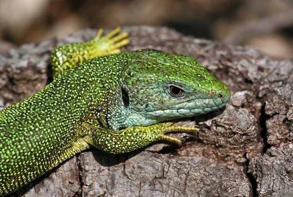 Lizard — Stock Photo, Image