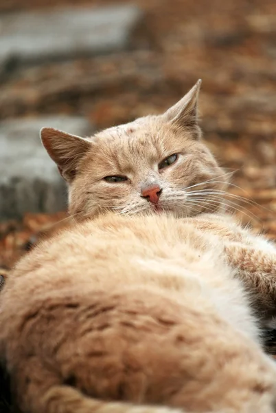 Kucing merah pemalas — Stok Foto