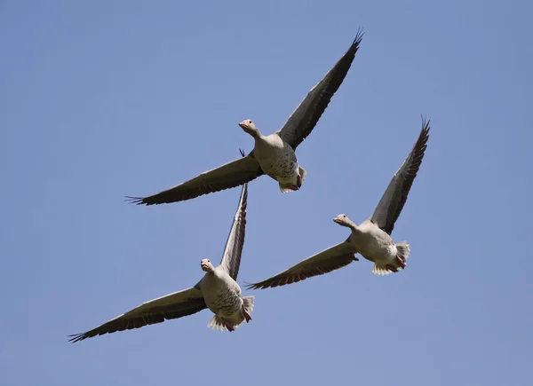 Flying goose — Stock Photo, Image