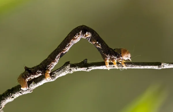 Oruga — Foto de Stock