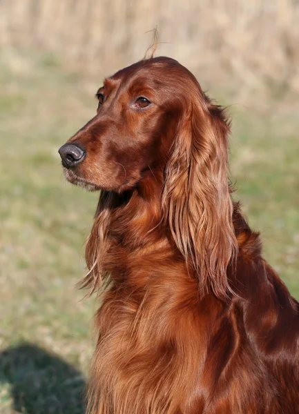 Setter rojo irlandés — Foto de Stock