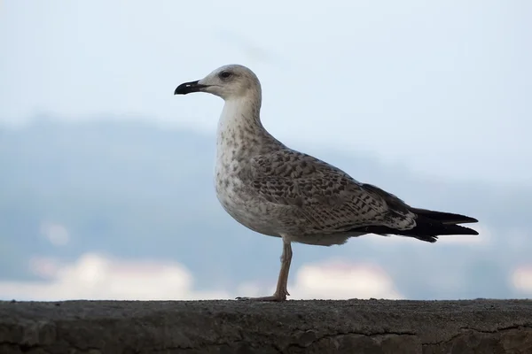 Gull porträtt — Stockfoto