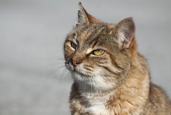 Tabby cat portrait — Stock Photo, Image