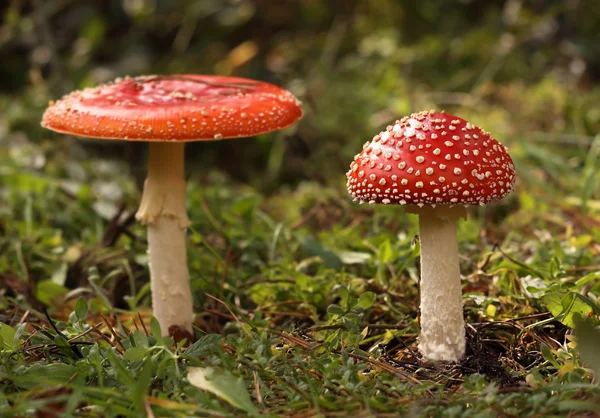 Fly-agaric mushroom — Stock Photo, Image