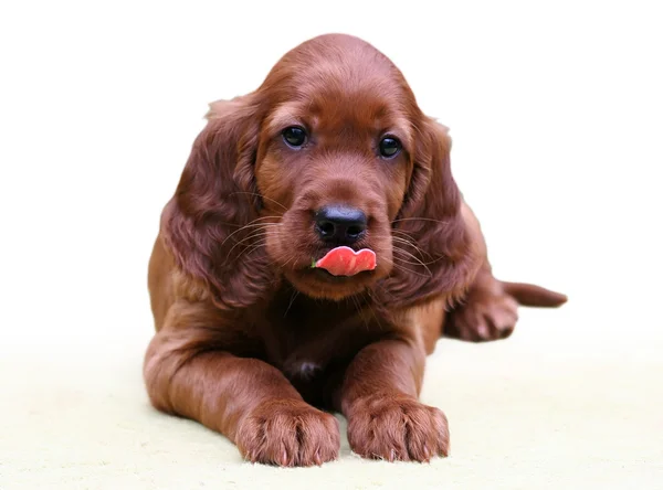 İrlandalı setter yavrusu