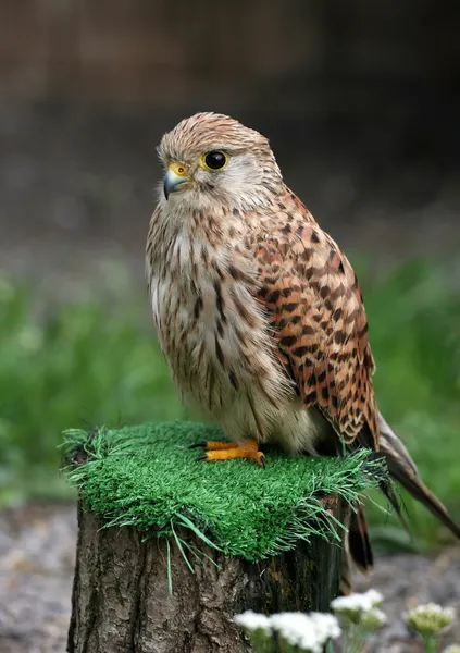 Bird sitting — Stock Photo, Image