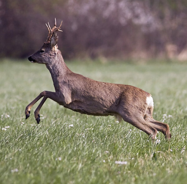 Roe deer jumping
