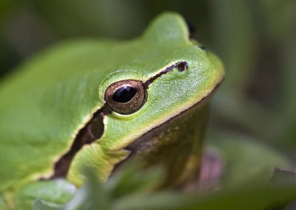 Frog — Stock Photo, Image