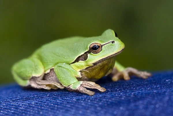 Green frog — Stock Photo, Image