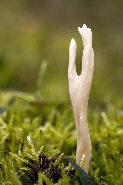 Macro van champignon — Stockfoto