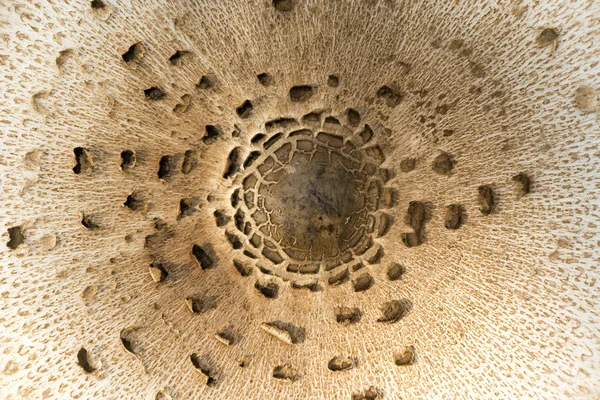 Mushroom cap — Stock Photo, Image