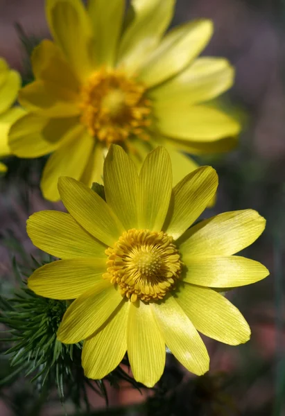 Frühlingsblume — Stockfoto