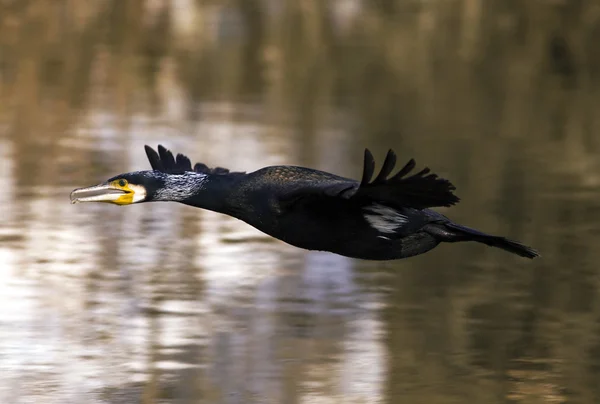Karabatak kuş uçan — Stok fotoğraf