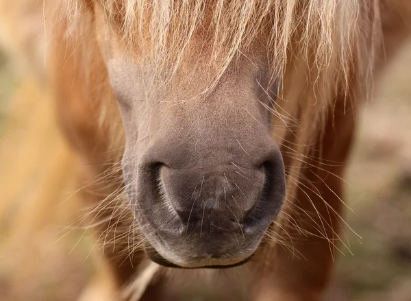Szczegóły koń kucyk — Zdjęcie stockowe