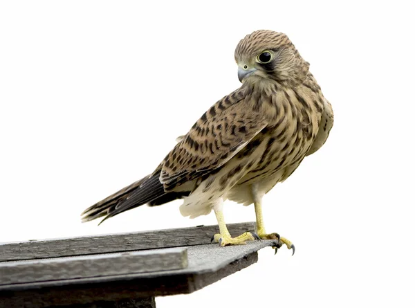 Common kestrel bird — Stock Photo, Image