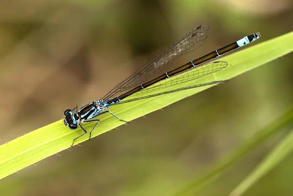 Dragonfly — Stock Photo, Image