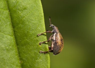 Weevil böceği