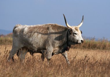 Macar gri sığır