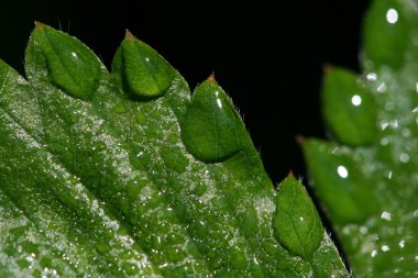 Su damlalı yeşil yapraklar