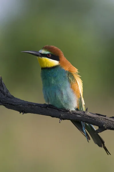 Schöner exotischer Vogel sitzt — Stockfoto