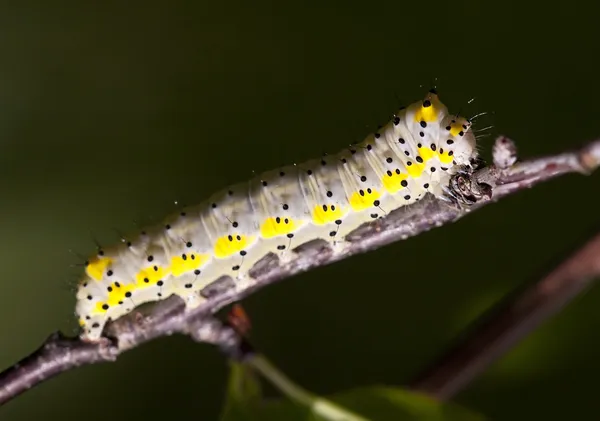 Caterpillar — Stock Photo, Image