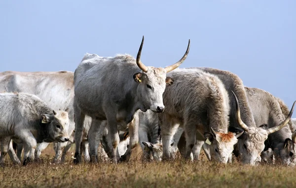 Ungersk grå cattles — Stockfoto