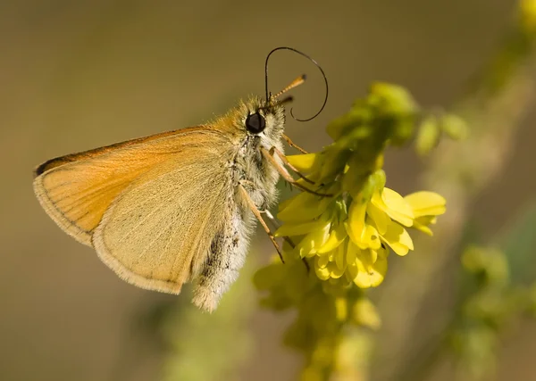 Motýl jíst — Stock fotografie
