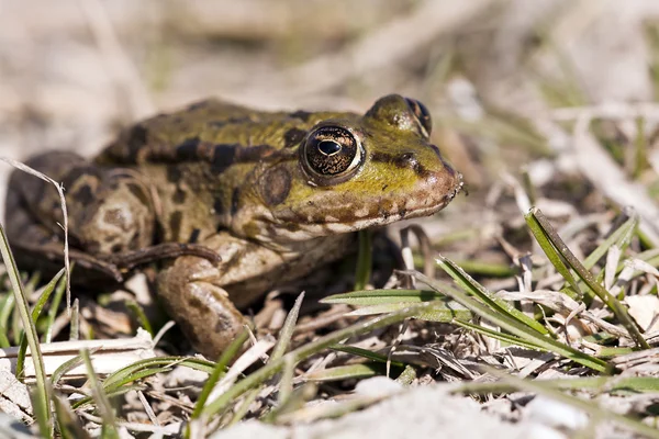 Frog — Stock Photo, Image