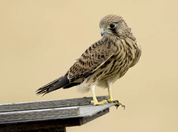 Common kestrel bird — Stock Photo, Image