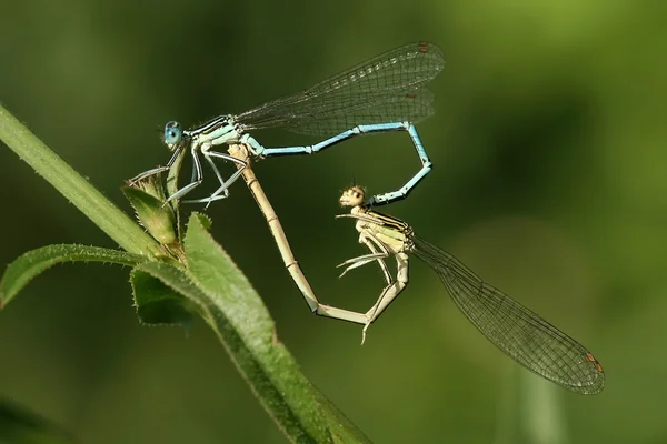 Dragonfly любові — стокове фото
