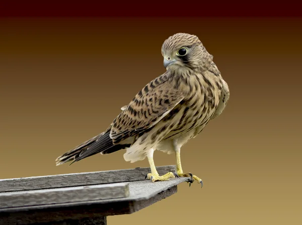 Aves-de-kestrel — Fotografia de Stock