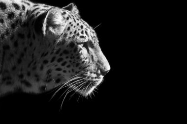leopar portre