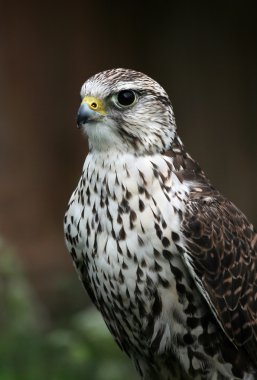 Falcon clipart