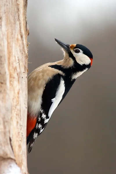 Bird woodpecker — Stock Photo, Image