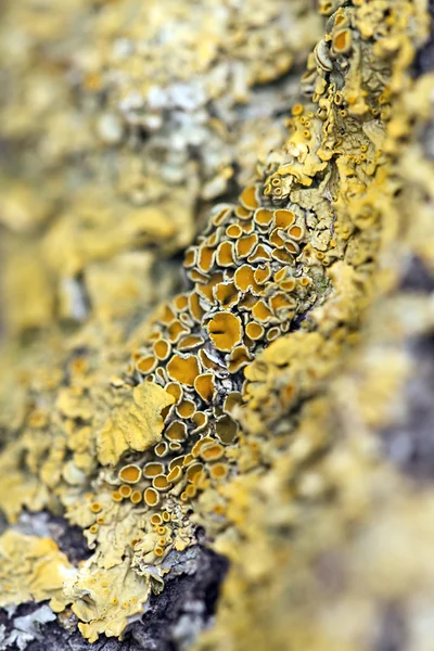 Yellow lichen — Stock Photo, Image