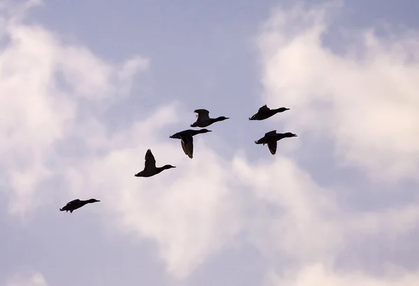 Fliegende Gans — Stockfoto