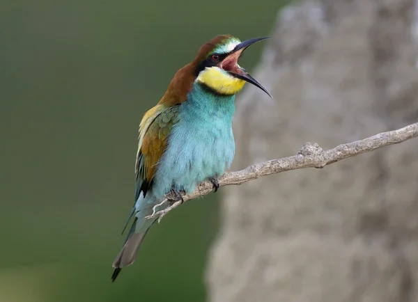 Pasăre exotică — Fotografie, imagine de stoc