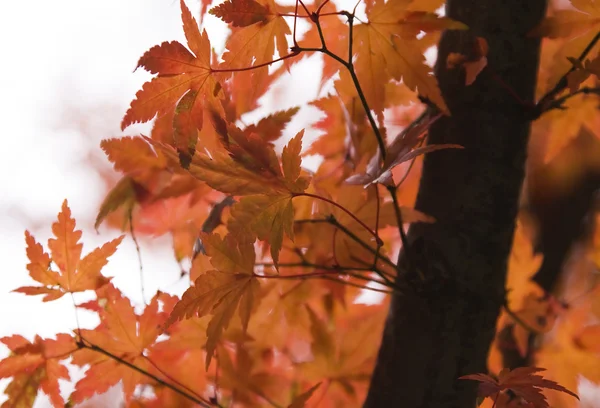 Hojas de otoño —  Fotos de Stock