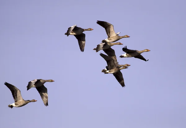 Fliegende Gans — Stockfoto