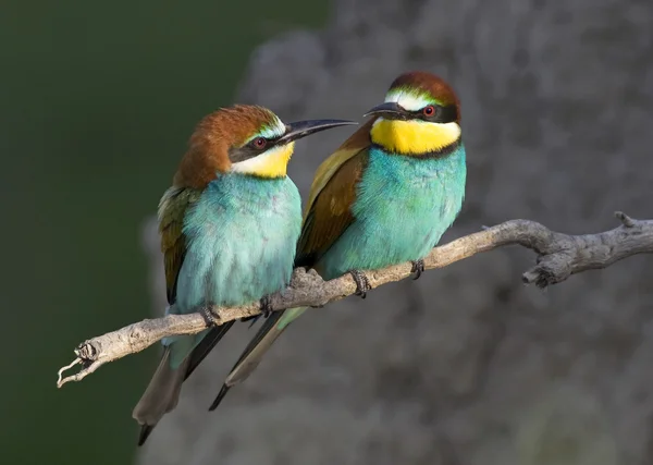 Bee-eaters — 스톡 사진