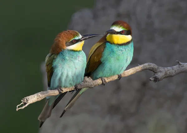 Bee-eaters — Stock Photo, Image