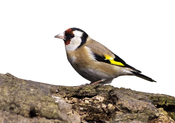 Goldfinch fågel — Stockfoto