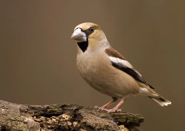 Hawfinch 鸟 — 图库照片