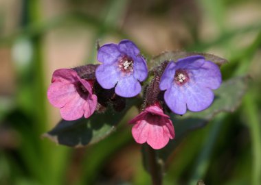 Lungwort clipart