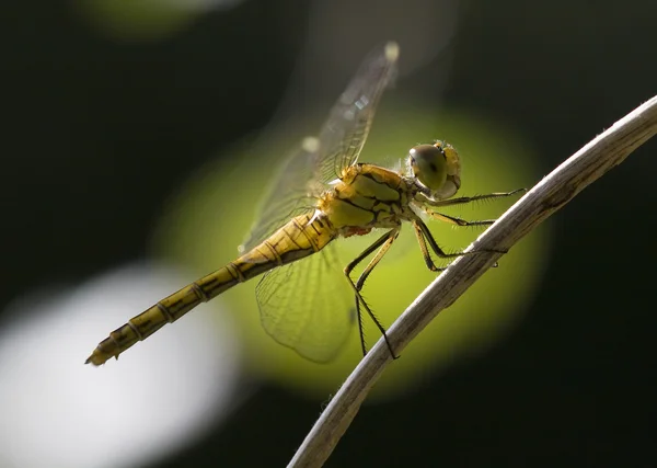 Dragonfly в підсвічування — стокове фото