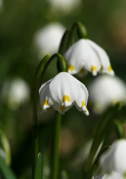 Flor de floco de neve primavera — Fotografia de Stock