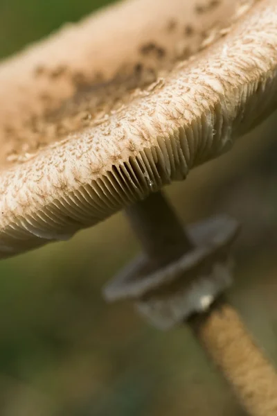 Tapa de hongo — Foto de Stock